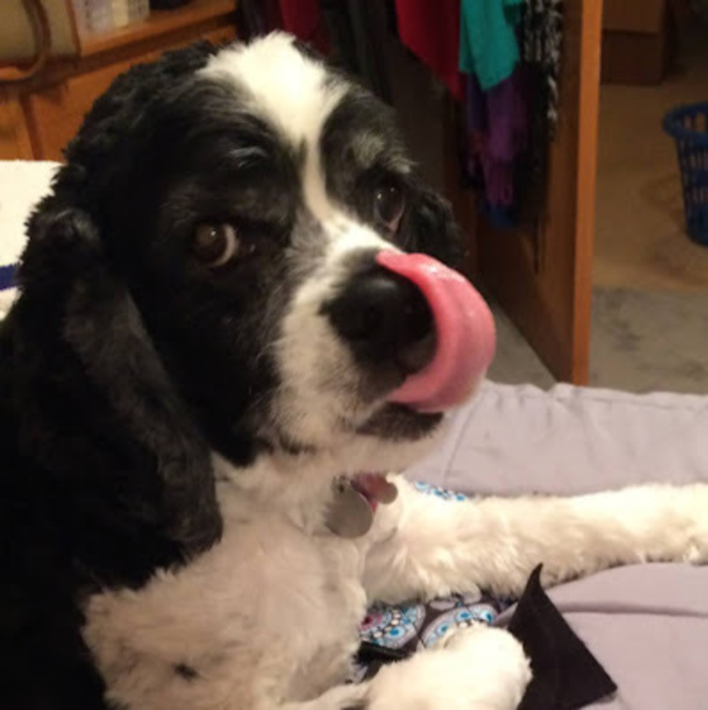 Meet your Posher, Susan